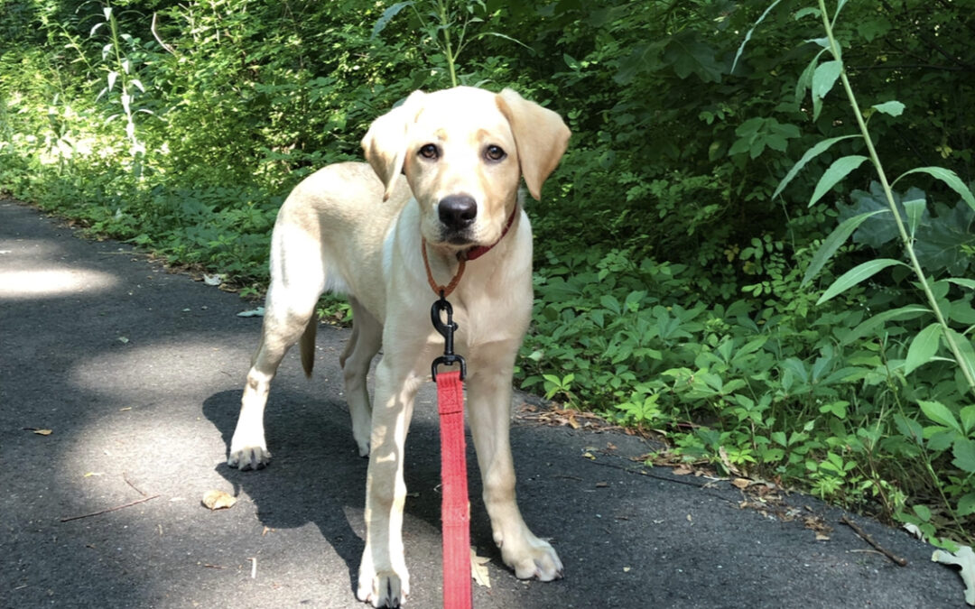 The Importance of Tick Prevention and Treatment