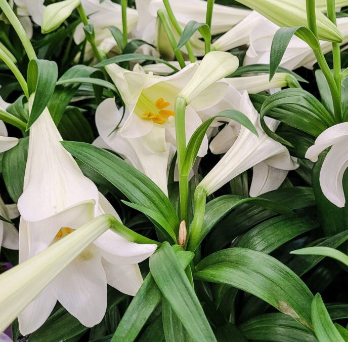 Why You Should Not Bring Easter Lilies Around Your Cat this Holiday