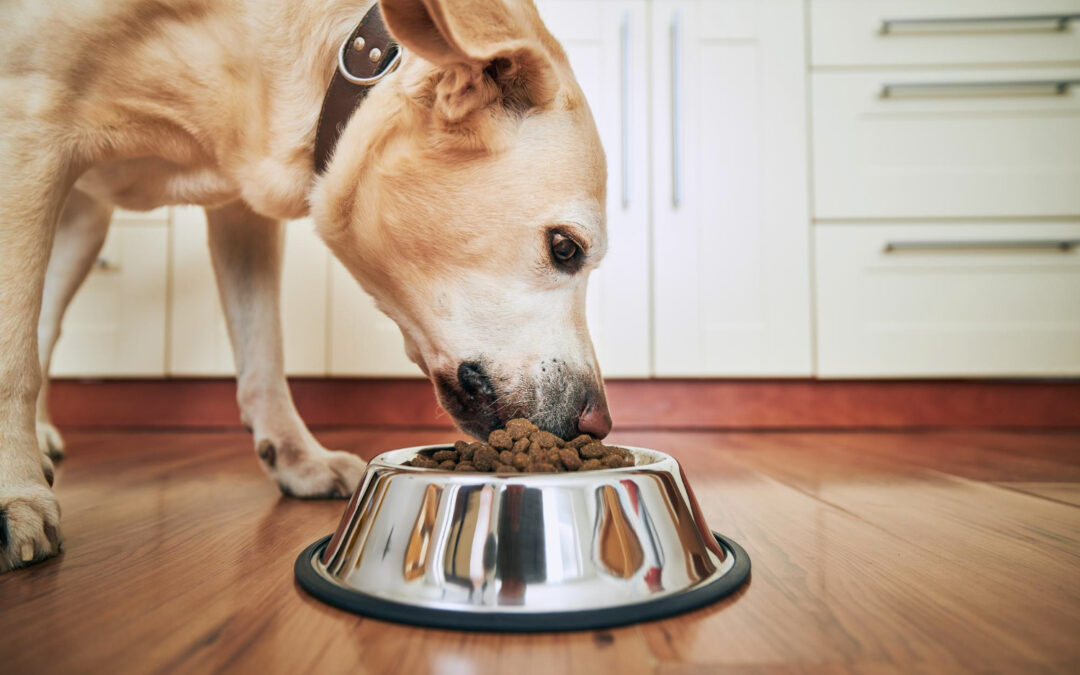 Reasons to Visit a Veterinarian: Loss of Appetite