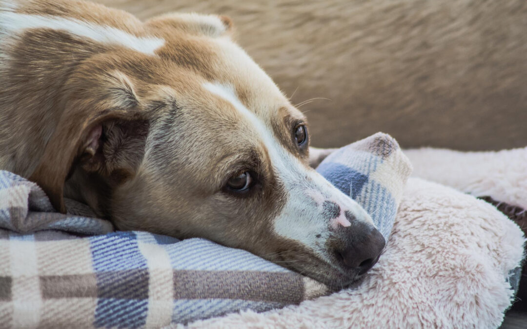Winter Respiratory Issues in Pets: What to Watch For and When to Seek Care