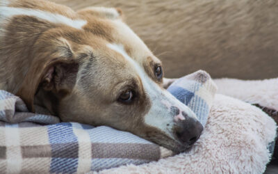 Winter Respiratory Issues in Pets: What to Watch For and When to Seek Care