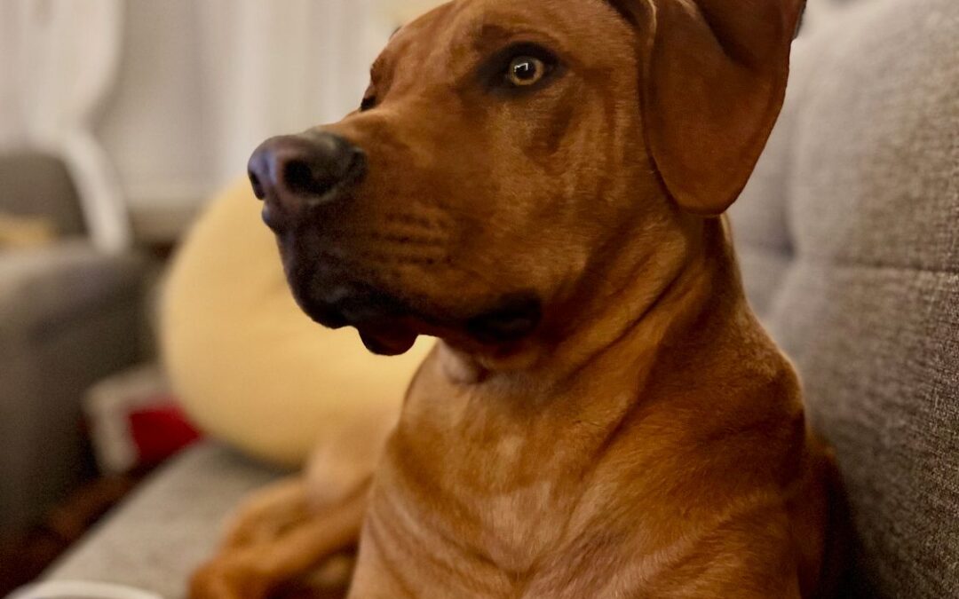 3 Musts When Your Pet Gets A New Toy: Prevent Choking or Foreign Body Surgery