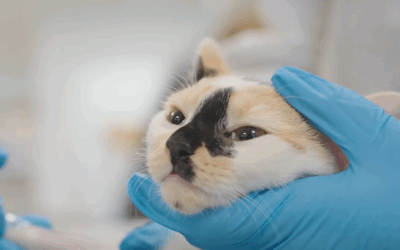 Cat Rushed to Urgent Care After Puncturing Leg: See What Happens Next