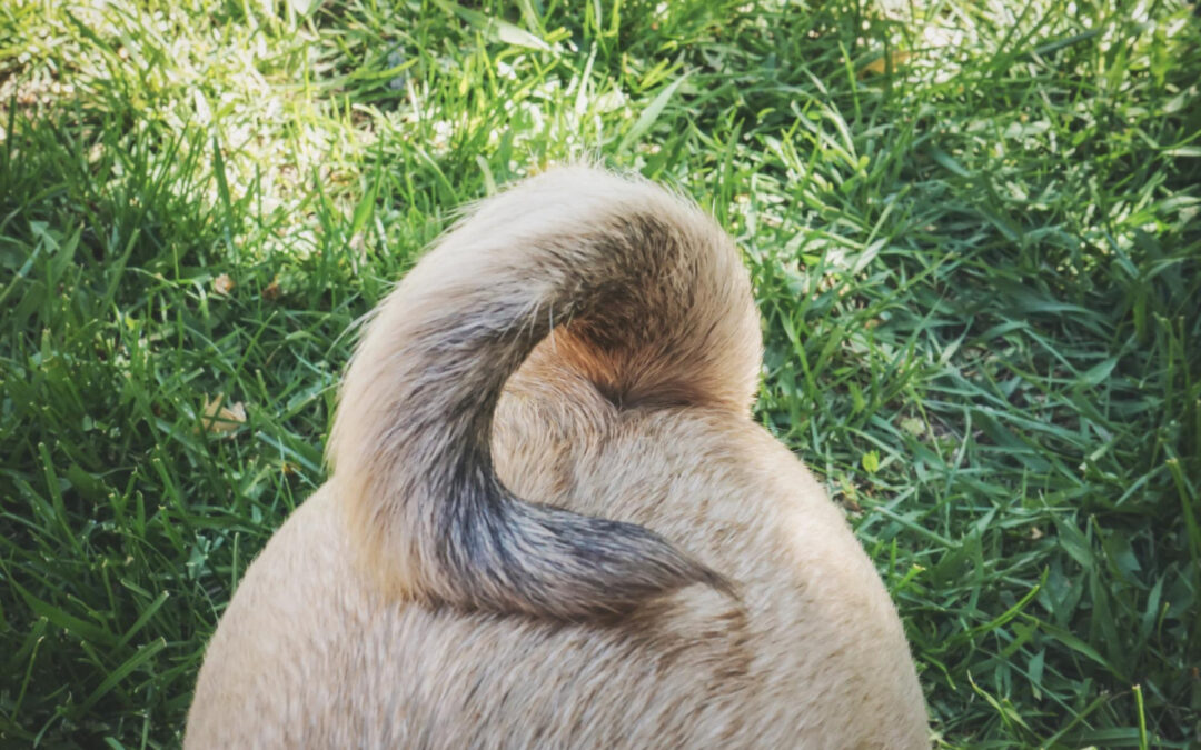 Untreated Anal Gland Issues Can Be a Real Pain in the Butt for Your Pets