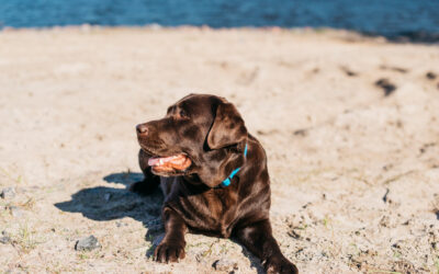 Early Warning Signs of Heat Stroke in Pets