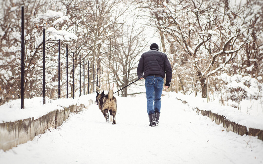 Winter Hazards to Watch for When Walking Your Dog Outside