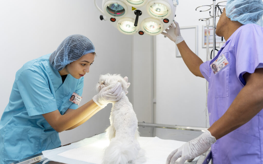 Why Urgent Care is a Great Option for Same-Day Surgery for your Pet
