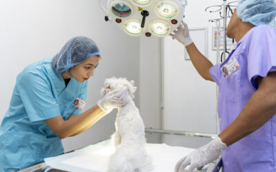 Why Urgent Care is a Great Option for Same-Day Surgery for your Pet