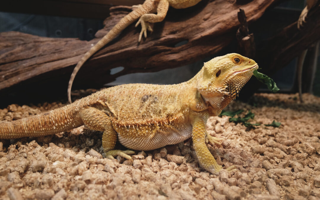 Proper Exotic Pet Husbandry: The Key to Avoiding Expensive Veterinary Bills