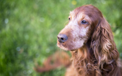 Signs of Heart Disease in Older Pets