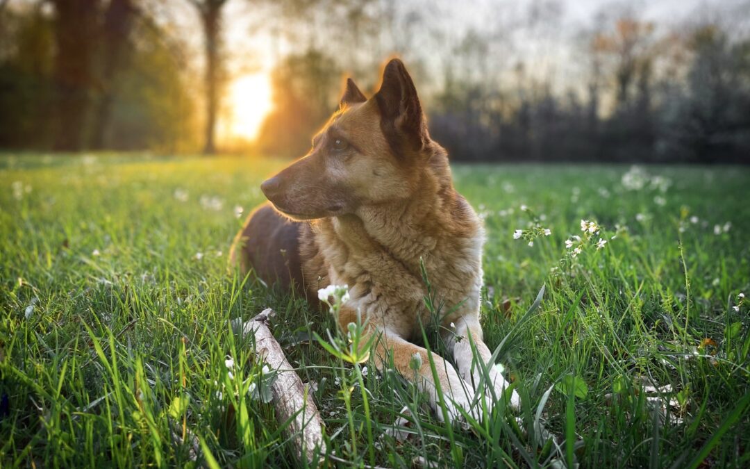 Spring Safety Alert: Fertilizers That Can Be Dangerous for Your Pets 🌱🐾