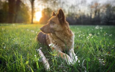 Spring Safety Alert: Fertilizers That Can Be Dangerous for Your Pets 🌱🐾