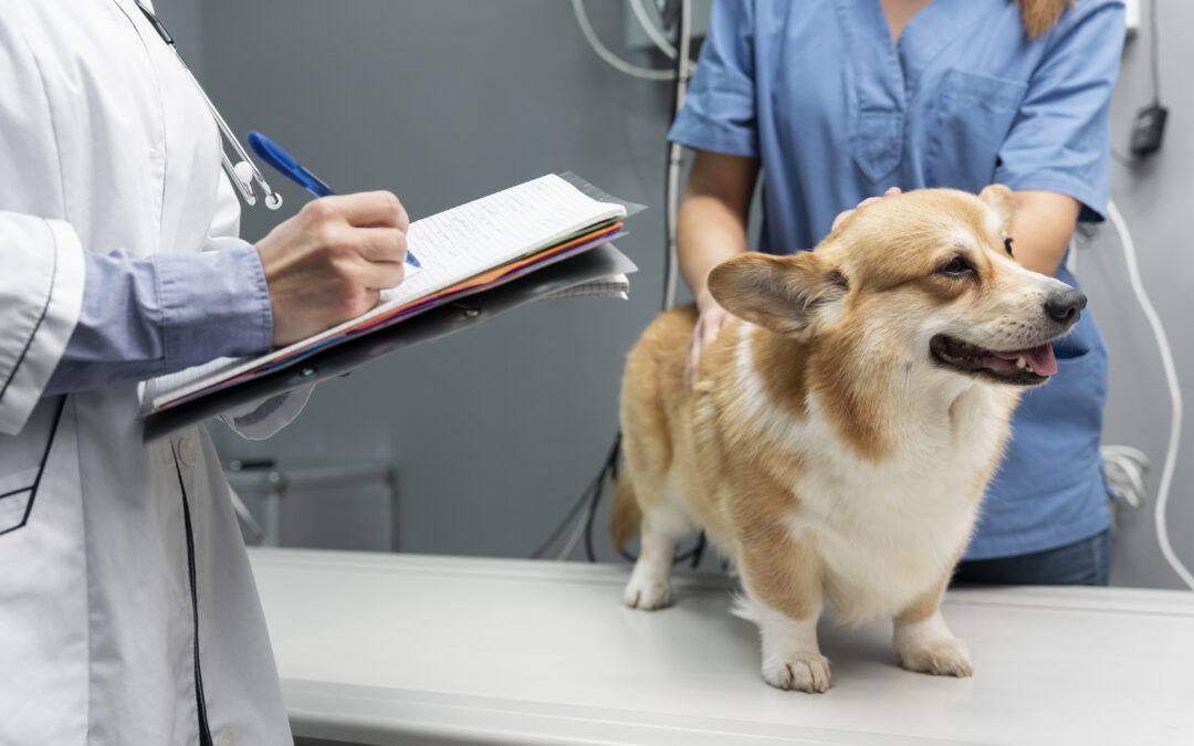Sebaceous Cysts in Dogs: Why Urgent Care Can Be the Perfect Solution